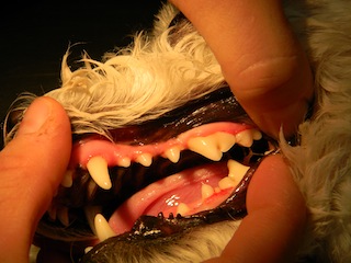 Dog Dental