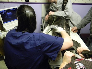 Getting an Ultrasound